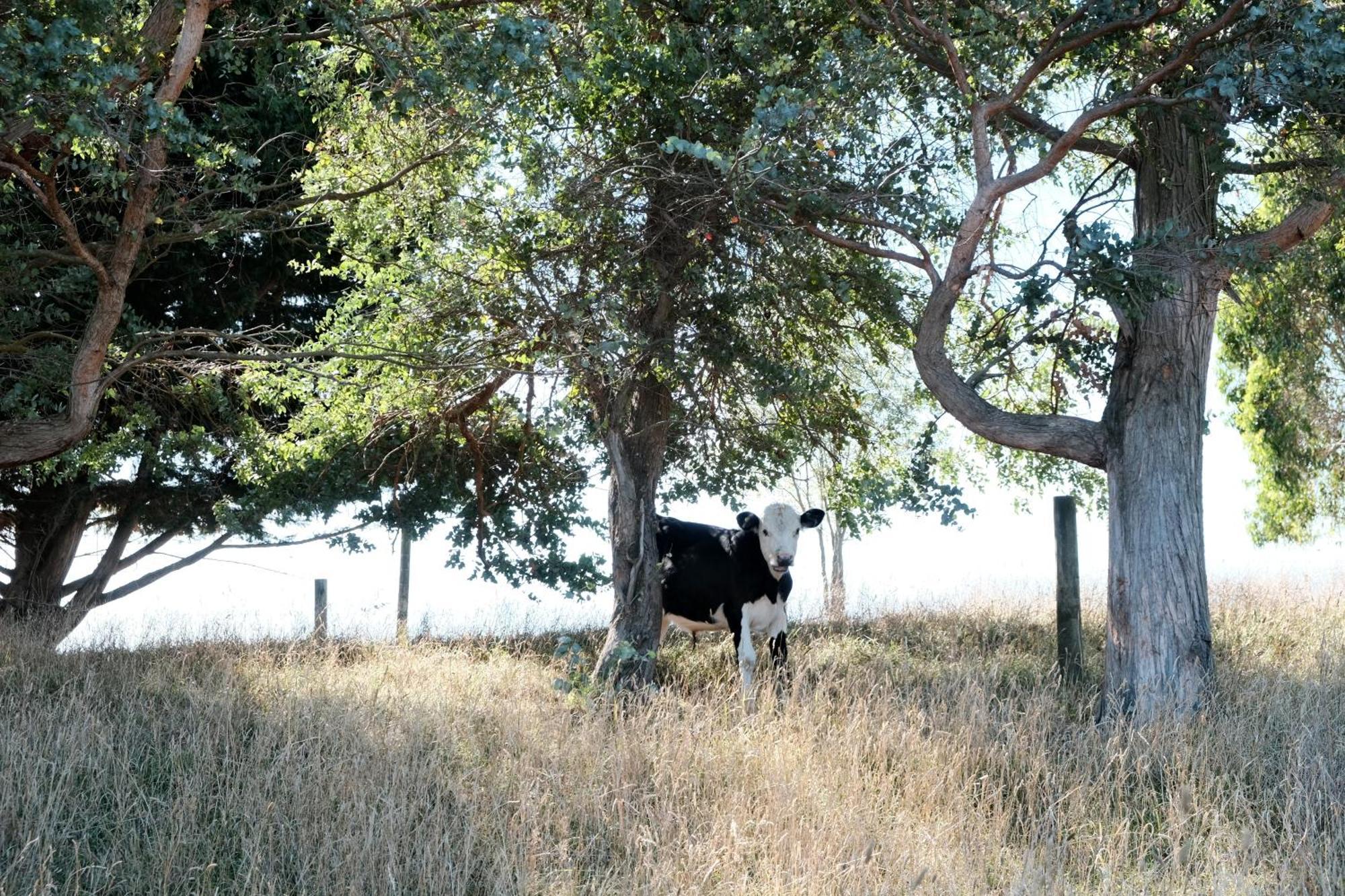 A Cabin With A Big View, Comfort And Tranquility, Close To Vines Martinborough Buitenkant foto